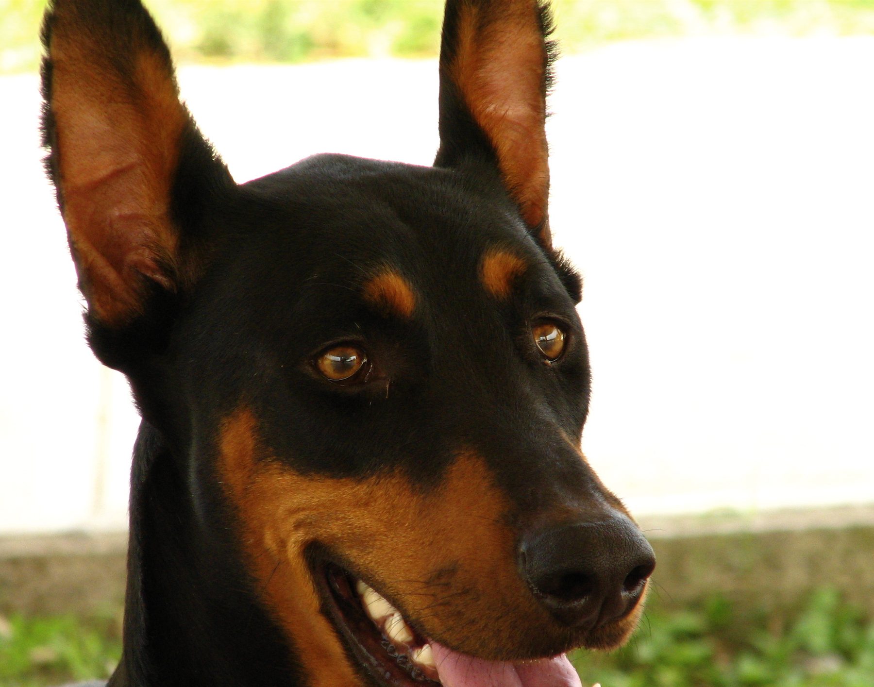 Security dog handler with a general purpose patrol dog