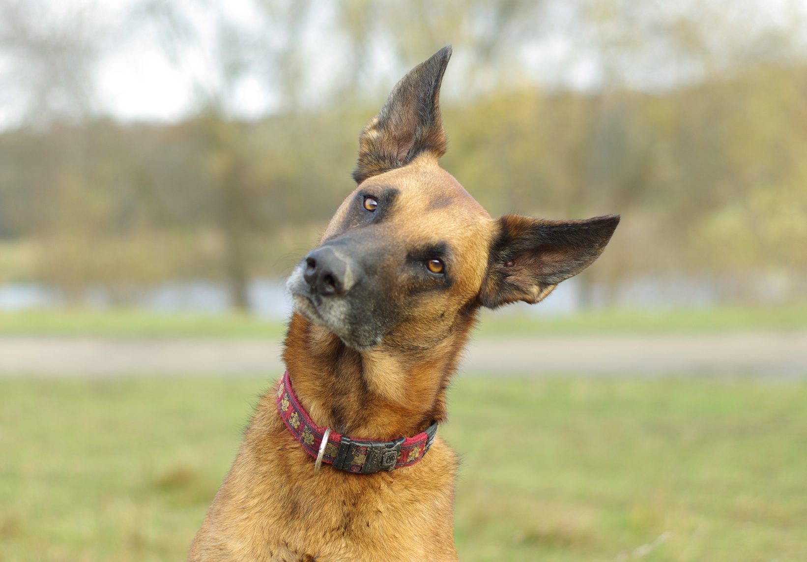 Patrol dog at rest between shifts
